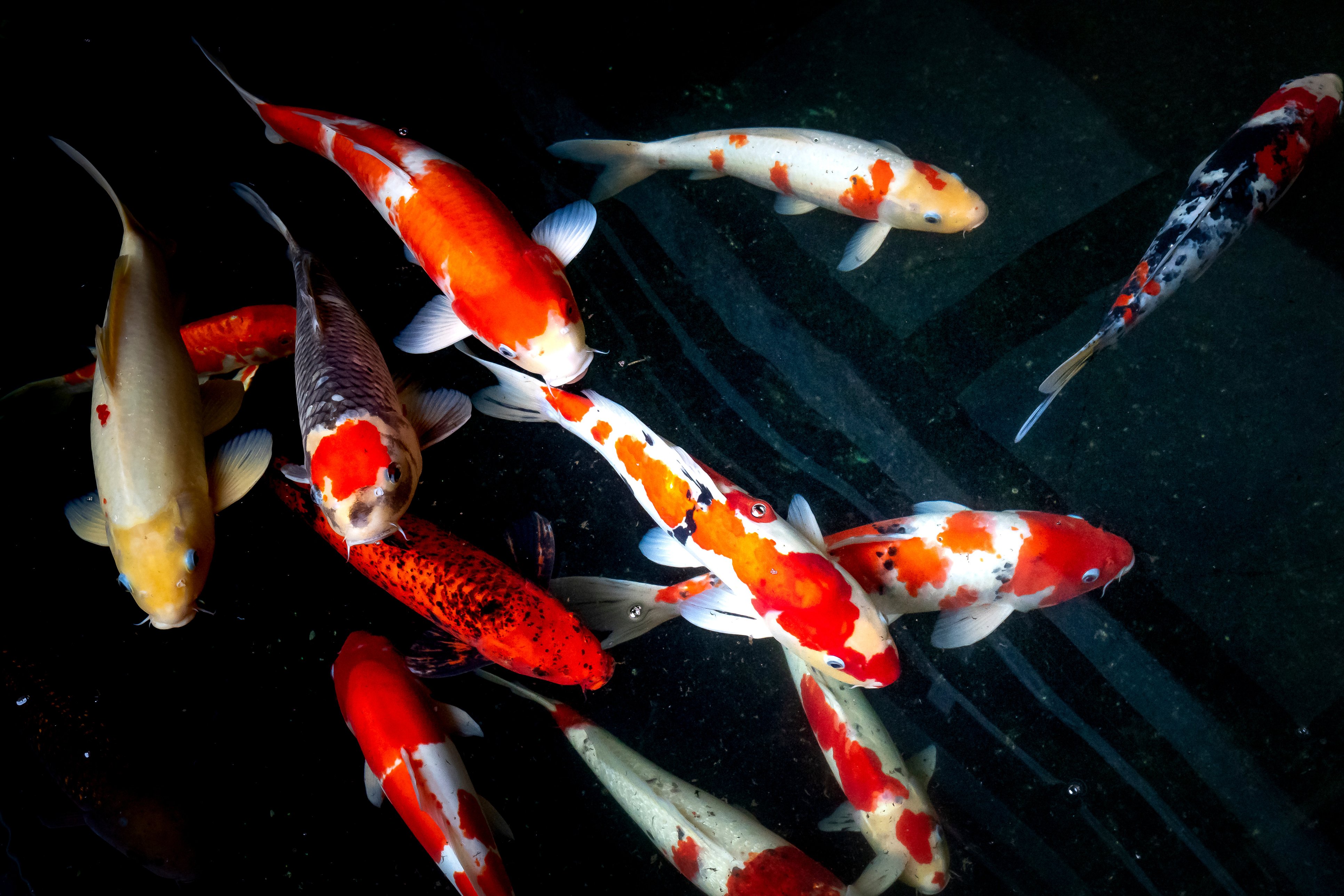 Multicolored Koi Fishes Underwater