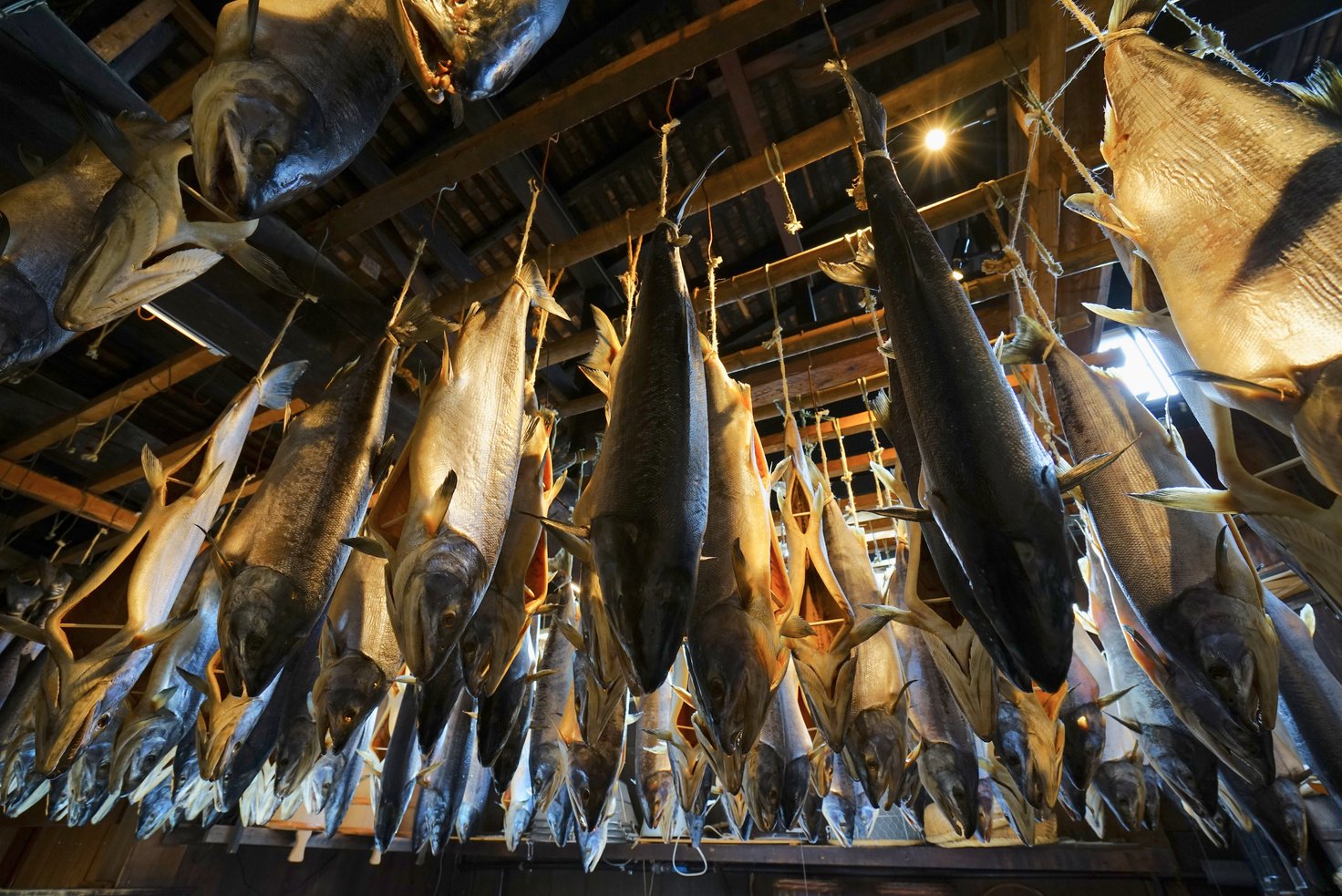 Salted Salmon in Murakami City, Niigata Pref., Japan