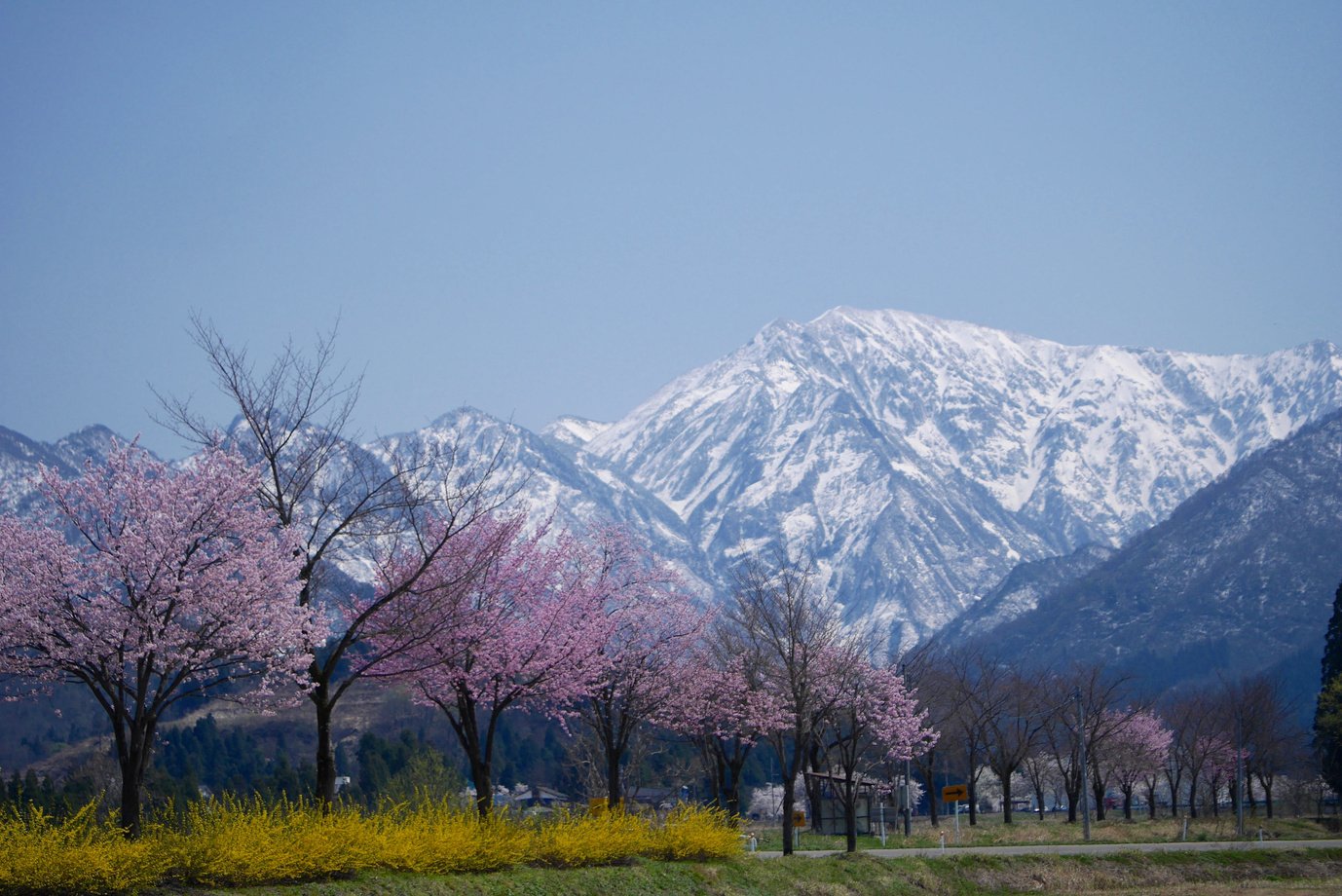 Sakura & mountains in Niigata