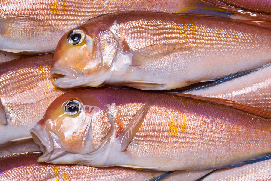 Tilefish