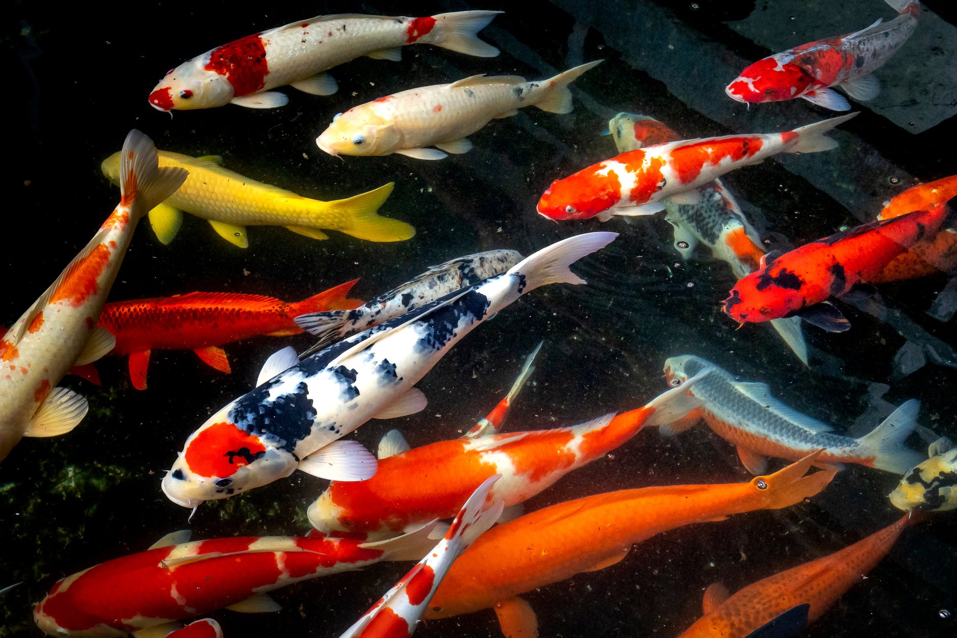 Multicolored Koi Fishes Underwater